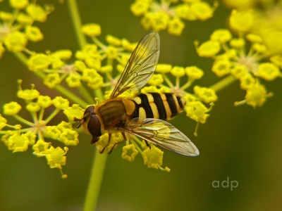 Syrphus ribesii, female, hoverfly, Alan Prowse